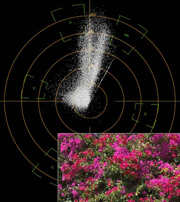 Vectorscope of a bush with red flowers (xvYCC)